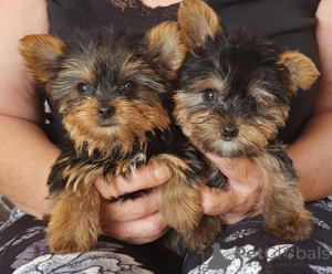 Photo №1. yorkshire terrier - à vendre en ville de Vamdrup | 850€ | Annonce №167525