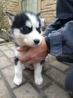 Photo №3. Chiot Husky Sibérien. Suède