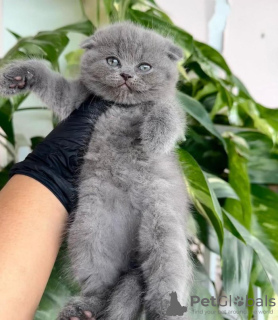 Photo №3. British Shorthair Gris Mâle et Femelle Race à vendre. USA