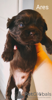 Photo №4. Je vais vendre shih tzu en ville de bateau. éleveur - prix - 530€