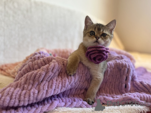 Photo №3. Chattes charmants Scottish Kilt Straight. Slovaquie