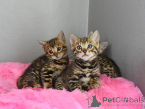 Photo №2 de l'annonce № 114888 de la vente bengal - acheter à USA annonce privée