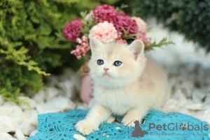 Photo №3. Chatons British shorthair en bonne santé. Allemagne