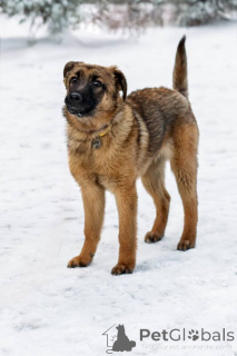 Photo №4. Je vais vendre chien bâtard en ville de Москва.  - prix - Gratuit