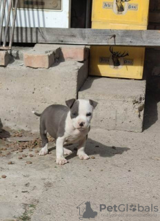 Photos supplémentaires: Chiots American Staffordshire Terrier bleu