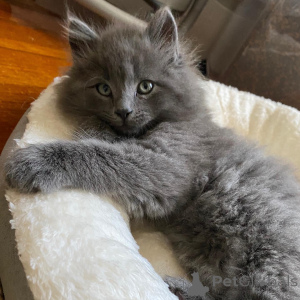 Photo №1. nebelung - à vendre en ville de Augsbourg | 150€ | Annonce № 171179