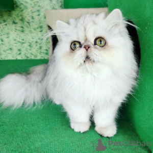 Photo №3. Adorables chatons persans de race Pedigree à vendre. La finlande