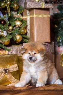 Photo №2 de l'annonce № 3910 de la vente akita (chien) - acheter à Fédération de Russie de la fourrière, éleveur