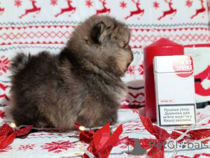 Photo №3. Spitz de Poméranie, chiots femelles. Serbie