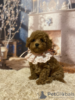 Photo №3. Bébés poupées Maltipoo !. Allemagne