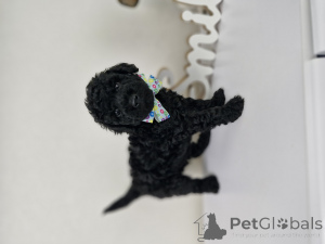 Photo №1. caniche (nain) - à vendre en ville de Minsk | 313€ | Annonce №167529