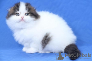 Photo №4. Je vais vendre scottish fold en ville de Turku.  - prix - 200€