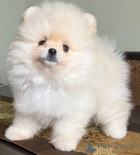 Photo №3. Adorables chiots Spitz nains (Poméraniens) cherchez un foyer aimant !. France