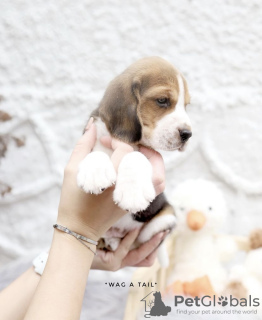 Photo №1. beagle - à vendre en ville de Nuremberg | Gratuit | Annonce №99469