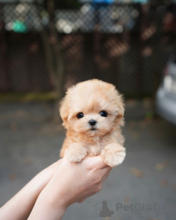 Photo №3. Ces adorables bébés adorent les câlins et les bisous. C'est tout ce que vous. La finlande