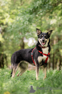 Photo №2 de l'annonce № 76018 de la vente chien bâtard - acheter à Fédération de Russie de l'abri