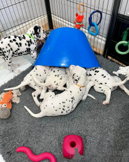 Photo №2 de l'annonce № 138954 de la vente dalmatien - acheter à USA annonce privée, éleveur