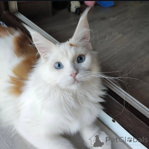 Photo №1. maine coon - à vendre en ville de Alavus | 600€ | Annonce № 169099