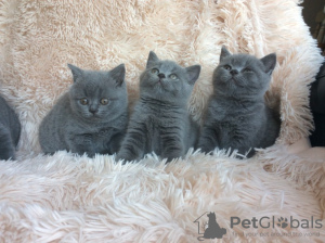 Photo №1. british shorthair - à vendre en ville de Munich | négocié | Annonce № 109229