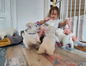 Photo №2 de l'annonce № 170164 de la vente west highland white terrier - acheter à Allemagne 