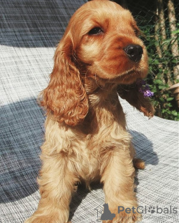 Photo №1. cocker spaniel anglais - à vendre en ville de Varsovie | 400€ | Annonce №78226