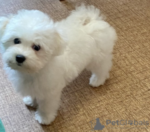 Photo №4. Je vais vendre bichon à poil frisé en ville de Herne. annonce privée - prix - 1000€