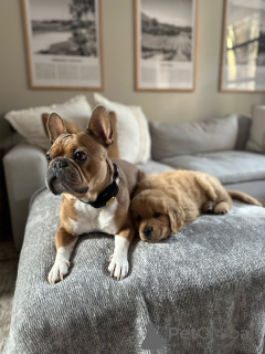 Photo №3. Golden Retriever chiots intelligents, aimants et faciles à former. Allemagne