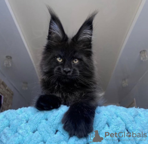 Photo №3. Chaton maine coon. USA