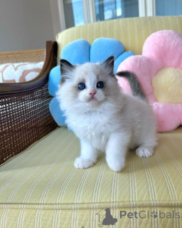 Photo №3. Chatons Ragdoll disponibles maintenant. Allemagne