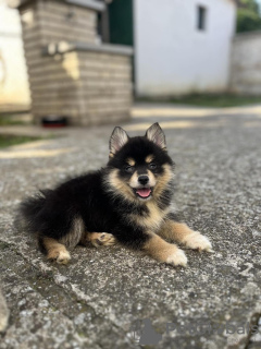 Photos supplémentaires: Pomsky MAGNIFIQUES chiots