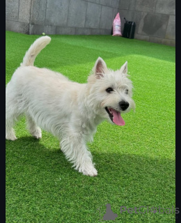 Photo №1. west highland white terrier - à vendre en ville de Brighton et Hove | 584€ | Annonce №144666