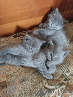 Photo №1. scottish straight - à vendre en ville de Tbilissi | 319€ | Annonce № 139095