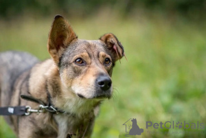 Photo №1. chien bâtard - à vendre en ville de Москва | Gratuit | Annonce №17013