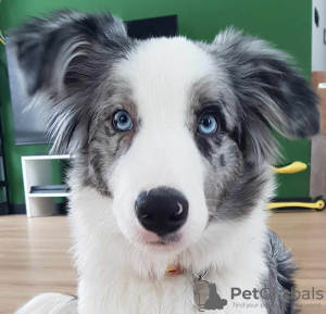 Photo №1. border collie - à vendre en ville de Lisia Góra | 1500€ | Annonce №109380