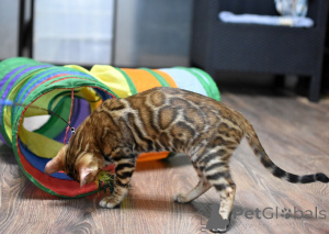 Photo №4. Je vais vendre bengal en ville de Minsk. annonce privée, de la fourrière, éleveur - prix - 375€