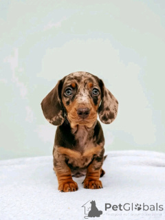 Photo №1. teckel - à vendre en ville de Helsinki | 550€ | Annonce №164545