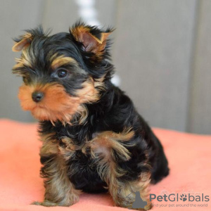 Photo №2 de l'annonce № 133376 de la vente yorkshire terrier - acheter à Allemagne annonce privée