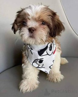 Photo №1. shih tzu - à vendre en ville de Anderlecht | négocié | Annonce №168170