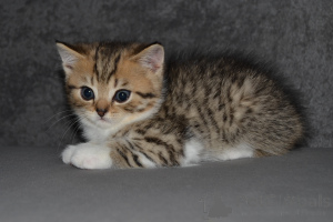 Photo №1. scottish fold - à vendre en ville de Varsovie | 500€ | Annonce № 151916