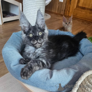 Photo №1. maine coon - à vendre en ville de Fallåker | négocié | Annonce № 156993
