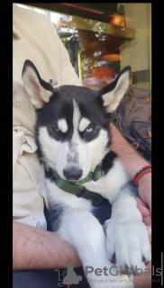 Photo №1. husky de sibérie - à vendre en ville de Berlin | négocié | Annonce №56942