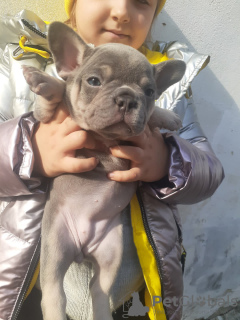 Photos supplémentaires: Porteurs de chiots bouledogue français lilas