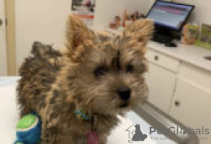 Photo №3. Chiots Norwich Terrier abordables à vendre. Allemagne