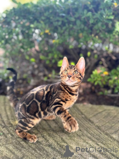 Photo №1. bengal - à vendre en ville de Montreux | 750€ | Annonce № 152665