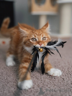 Photo №3. Magnifique chaton Maine Coon Red Tabby moelleux, doux et prêt pour la maison. Pays Bas