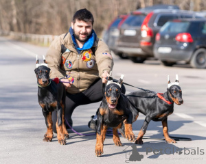 Photo №1. dobermann - à vendre en ville de Baden-Baden | 900€ | Annonce №149017
