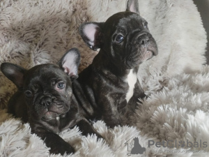 Photo №1. bouledogue - à vendre en ville de Кортрейк | Gratuit | Annonce №121234