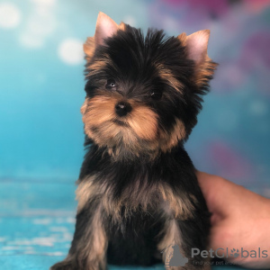 Photos supplémentaires: Ici, j'ai de beaux chiots Yorkshire Terrier, filles et garçons, tous très