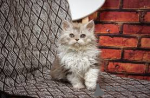 Photo №2 de l'annonce № 161627 de la vente selkirk rex à longs poils - acheter à Belgique annonce privée, éleveur