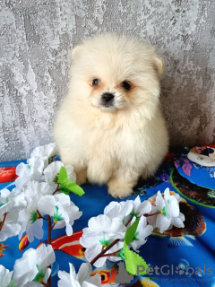 Photo №4. Je vais vendre spitz nain en ville de Vilnius. éleveur - prix - 900€